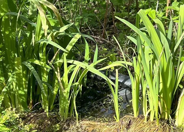Turmfalke Germaringen